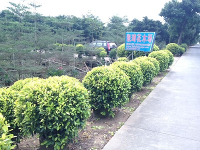黃榕球-中山市板芙鎮(zhèn)凱琦花木場提供黃榕球的相關介紹、產(chǎn)品、服務、圖片、價格山管蘭,銀邊草,排骨草,夾竹桃,七彩大紅花,、中山細葉榕、中山黃榕球、中山黃金葉、中山秋楓、中山老人葵、中山九里香、中山雞蛋花、中山花葉良姜、中山紅車、中山綠化工程公司、鴨腳木、美人蕉、中東海棗、羊蹄甲、花葉姜、山管蘭、銀邊草、排骨草、夾竹桃、七彩大紅花、黃金香柳、垂榕柱、黃金榕、細葉榕、黃榕球、黃金葉、秋楓、老人葵、九里香、雞蛋花、花葉良姜、紅車、綠化工程公司、中山細葉欖仁、