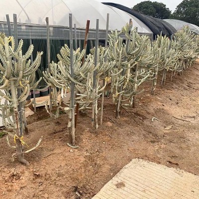 藍衣柱仙人柱 金青閣藍柱 沙漠植物 綠化盆栽仙人掌 量天尺仙人柱